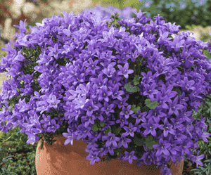 Wall bellflower(Campanula portenschlagiana)