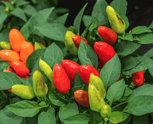 Pepper(Capsicum annuum)