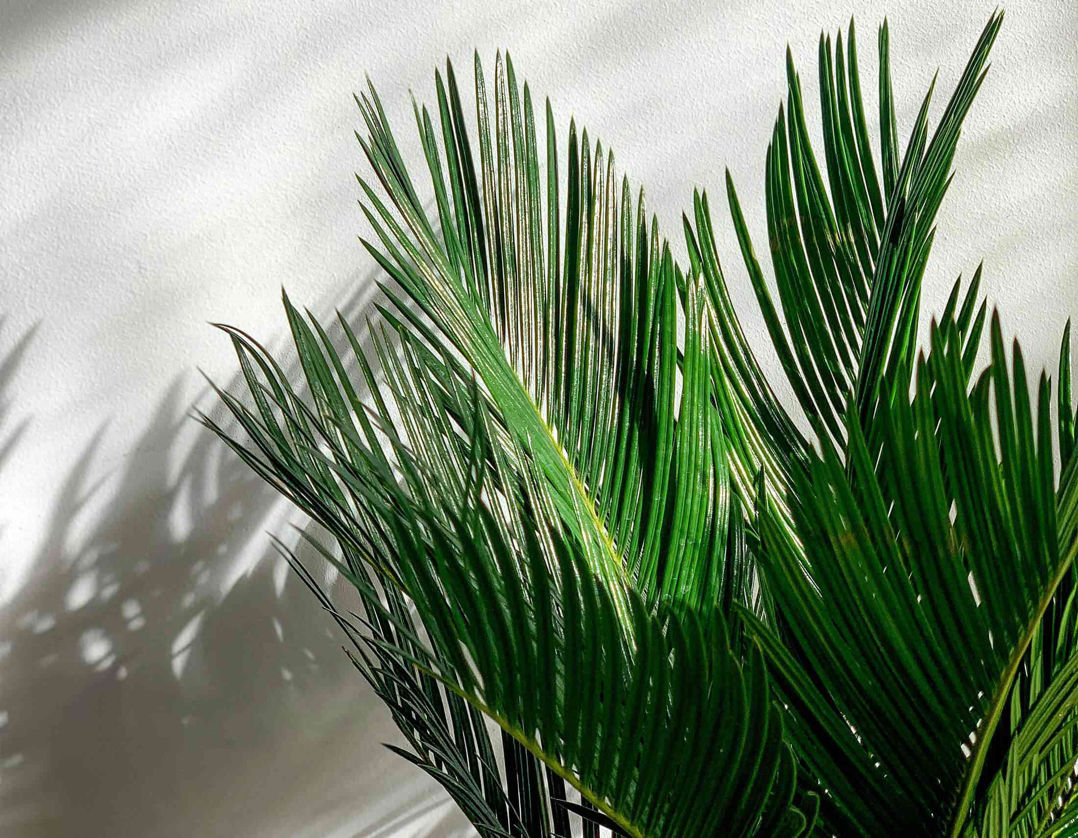 Sago palm