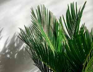Sago palm(Cycas revoluta)