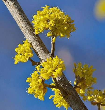 Cornelian cherry(Cornus mas)