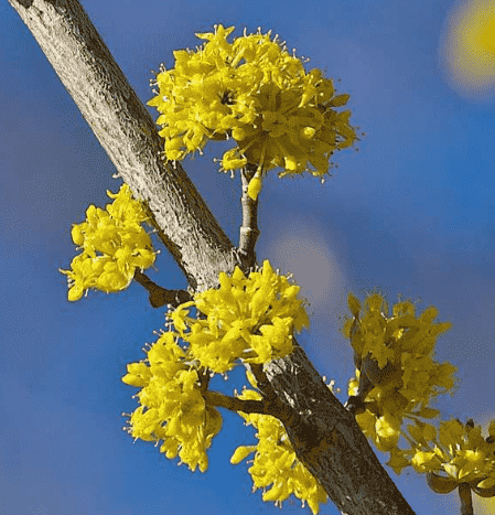 Cornelian cherry(Cornus mas)
