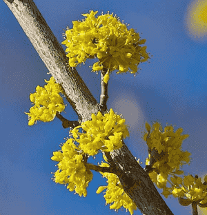 Cornelian cherry(Cornus mas)