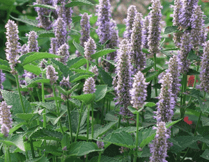 Anise hyssop(Agastache foeniculum)