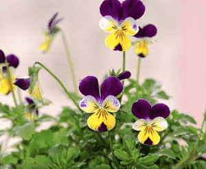 Johnny jump up(Viola tricolor)