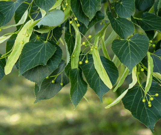 American basswood