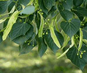 American basswood(Tilia americana)