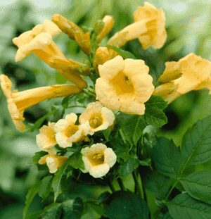 Trumpet creeper(Campsis radicans)