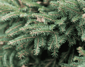 Norway spruce(Picea abies)