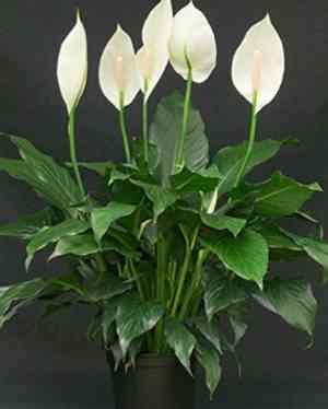 Spathiphyllum floribundum cv. Clevelandii(Spathiphyllum floribundum cv. Clevelandii)