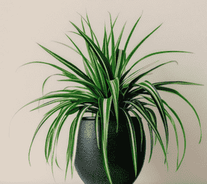 Spider plant(Chlorophytum comosum)