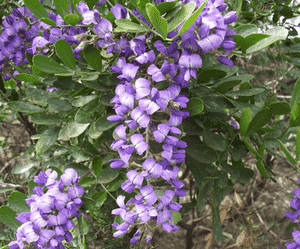 Texas mountain laurel(Sophora secundiflora)