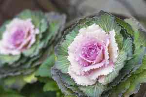 Cabbage(Brassica oleracea)