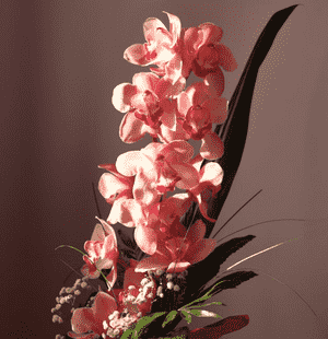 Singuliflorous Phalaenopsis, Single-flowered Moth Orchid(Phalaenopsis × singuliflora)