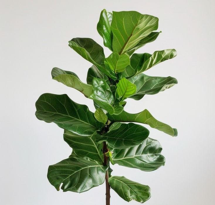 Fiddle-leaf fig