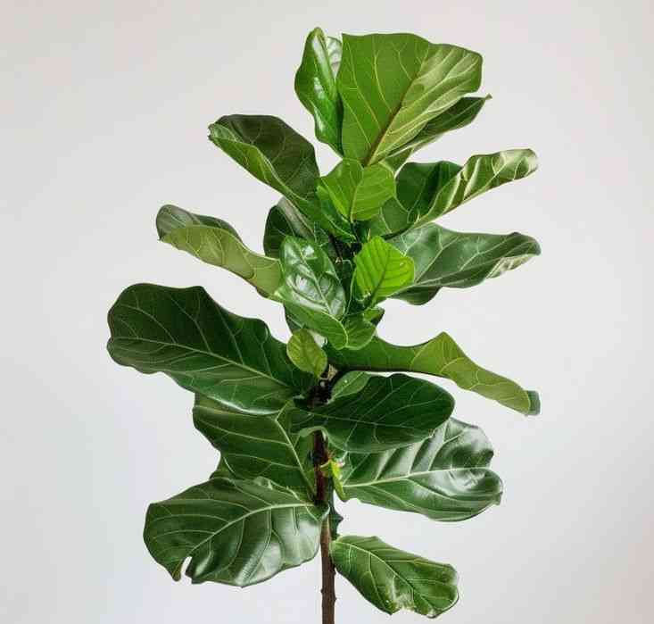 Fiddle-leaf fig