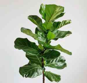Fiddle-leaf fig(Ficus lyrata)