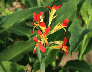 Indian shot(Canna indica)