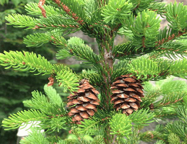 Red spruce