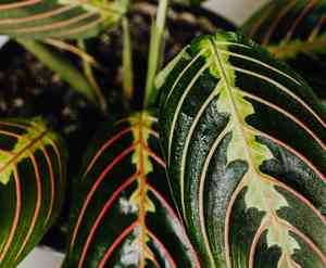 Prayer plant(Maranta leuconeura)