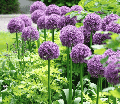 Giant onion