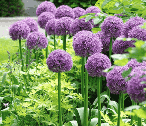Giant onion(Allium giganteum)