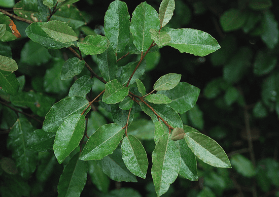 Thorny olive