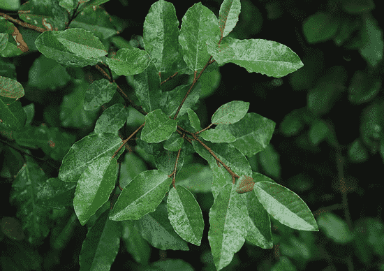 Thorny olive