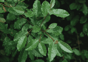 Thorny olive(Elaeagnus pungens)
