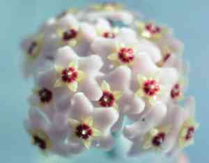 Porcelainflower(Hoya carnosa)