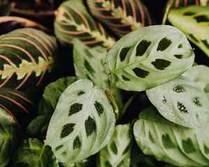 Prayer plant(Maranta leuconeura)