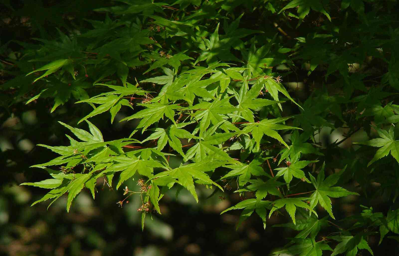 Sugar maple(Acer saccharum)