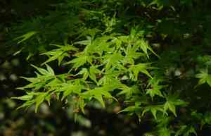 Sugar maple(Acer saccharum)