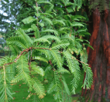 Dawn redwood