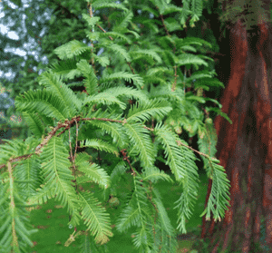 Dawn redwood(Metasequoia glyptostroboides)