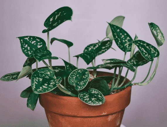 Satin pothos