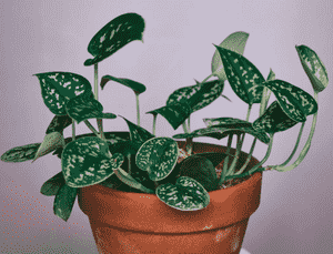 Satin pothos(Scindapsus pictus)