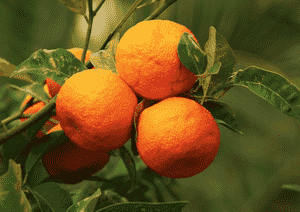 Bitter orange(Citrus × aurantium)