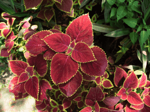 Copperleaf(Acalypha wilkesiana)