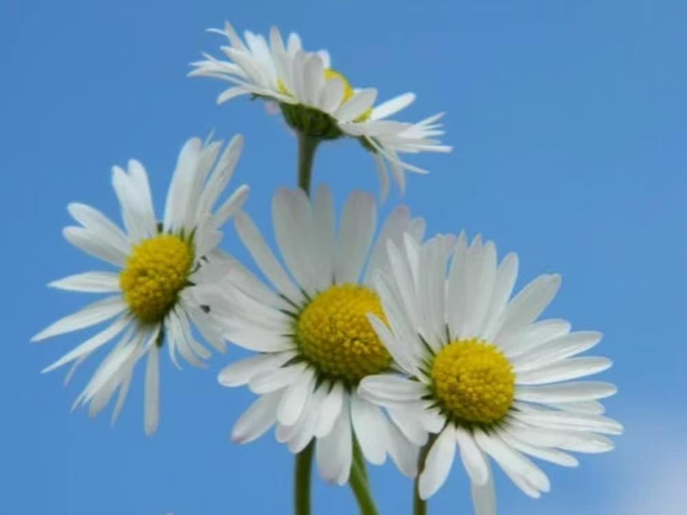 Common daisy
