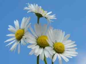 Common daisy(Bellis perennis)
