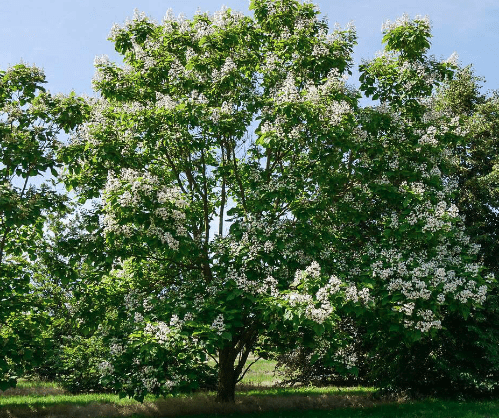Northern catalpa
