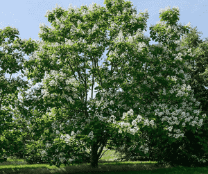 Northern catalpa(Catalpa speciosa)