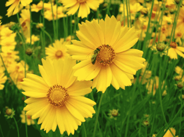 Lance-leaved coreopsis