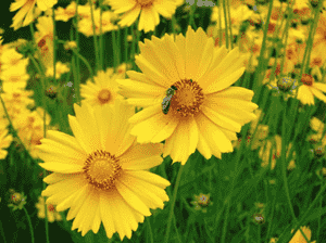 Lance-leaved coreopsis(Coreopsis lanceolata)