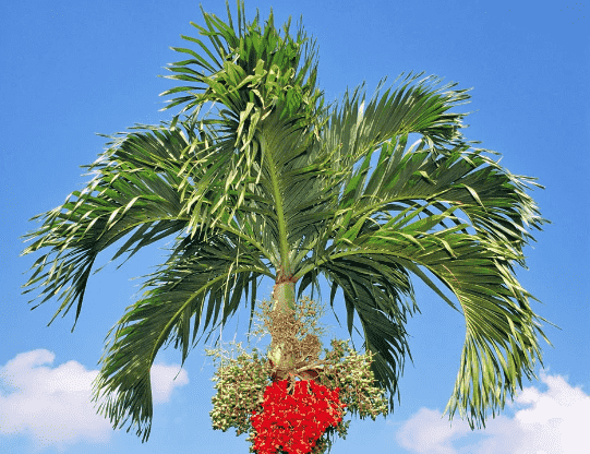 Manila palm
