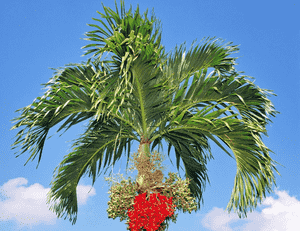 Manila palm(Adonidia merrillii)