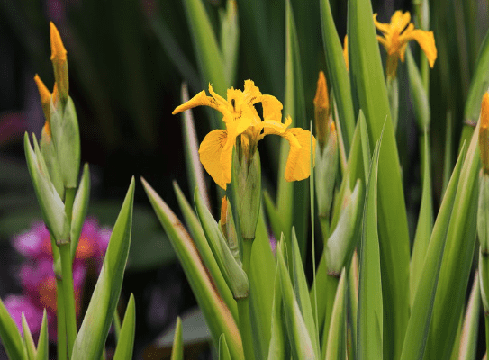 Yellow flag