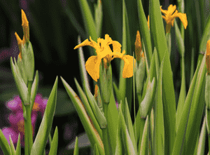 Yellow flag(Iris pseudacorus)