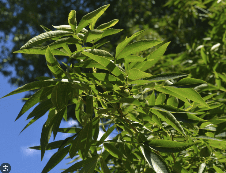 Bitternut hickory